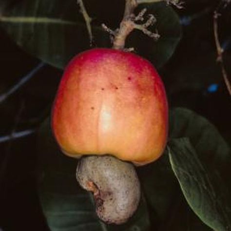 Grow Cashews indoors: Cashew trees produce an apple which is known as a "pseudofruit." Grow Cinnamon, Homemade Greenhouse, Cashew Tree, Growing Fruit Trees, Large Flower Pots, Tropical Tree, Unusual Plants, Growing Fruit, Fruit Plants