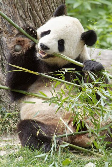 Panda National Zoo Bear Facts, Cute Pandas, Giant Pandas, Spirit Animal Art, Panda Express, Bear Pictures, Panda Love, Giant Panda, Wildlife Animals