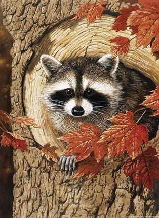 Racoon Painting, Forest Animals Illustration, Raccoon Art, Boston Common, Cute Raccoon, Work Site, Early Autumn, Cross Paintings, Baby Animals Funny