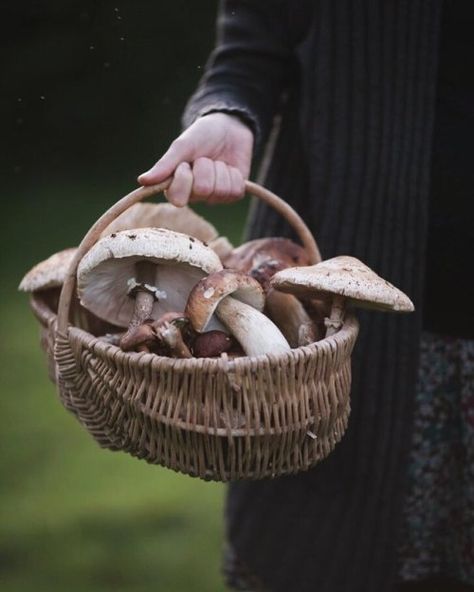 Witches House, Mushroom Cottage, Cabin Aesthetic, Wood Nymphs, Hobbit Hole, Hedge Witch, Hd Wallpapers For Mobile, Season Of The Witch, Witch Aesthetic