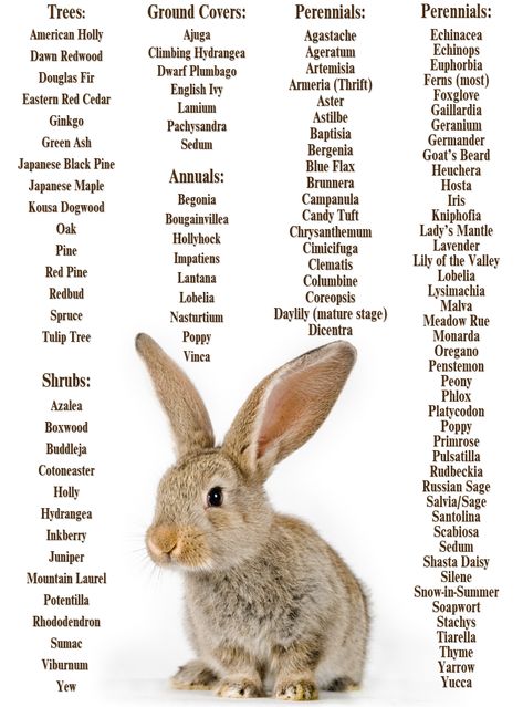 Rabbit Health, Suburban Garden, Pet Rabbit Care, Rabbit Diet, Meat Rabbits, Bunny Hutch, All About Rabbits, Raising Rabbits, Pet Bunny Rabbits