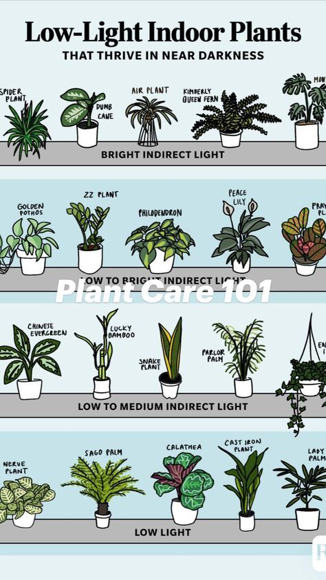 Small Backyard Design Ideas, Nerve Plant, Backyard Design Ideas Budget, Low Light Indoor Plants, Sago Palm, Backyard Design Ideas, Calathea Plant, Flocked Christmas Trees Decorated, Smart Garden