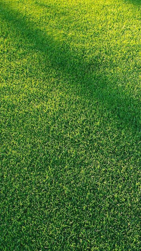 Background Rumput Aesthetic, Lawn Aeration, Football Turf, Oak Wood Texture, Blur Image Background, Certificate Background, Grass Background, Grass Wallpaper, Real Green