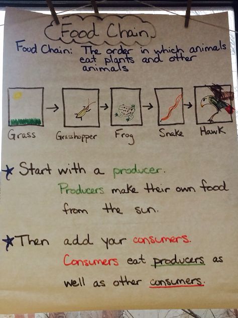 Food chain anchor chart #foodchain #producer #consumer #2ndgrade Food Chain Anchor Chart 1st Grade, Food Chain Anchor Chart, Food Chains Anchor Chart, Science Food Chains, Food Chain Activities, Food Webs, Science Doodles, Science Anchor Charts, 7th Grade Science