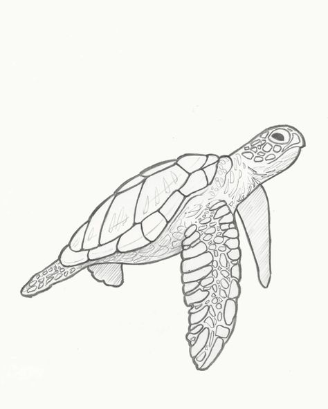 Illustration Challenge (15 of 30): Retro Sea Turtle.

I'm digging the retro vibe. So, I'll probably do a series of 5 or 6 animals in this style.



#30DayChallenge #adobeillustrator #drawing #vectorart #illustration Turtle Reference Drawing, Drawings Of Sea Turtles, See Turtle Drawing, Ocean Turtle Drawing, Sea Turtle Swimming Drawing, Hawksbill Turtle Drawing, Turtle Sea Drawing, Cool Turtle Drawings, Turtle In Ocean Drawing