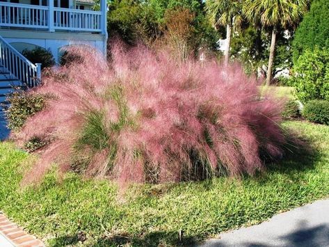 Learn When and How to Plant Pink Muhly Grass - A Resilient Pink Wonder Landscape Grasses, Flowers September, Muhlenbergia Capillaris, Colorado Landscaping, Ornamental Grass Landscape, Pink Muhly, Plants Names, Land Scaping, Front Lawn Landscaping