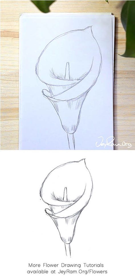 How to Draw a Calla Lily : Step by Step — JeyRam : Art Realistic Flower Drawing, Lilies Drawing, Easy Flower Drawings, Flower Drawing Tutorials, Lily Painting, Flower Art Drawing, Lily Tattoo, Flower Sketches, Flower Art Painting