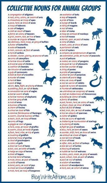 Groups Poster, Collective Nouns, Literacy Resources, Animal Groups, English Writing Skills, English Writing, Writing Words, English Vocabulary Words, Non Fiction