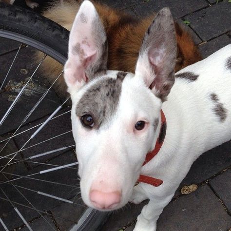 Bully Jack Terrier (Jack Russell Terrier x Bull Terrier mix) Frenchton Dog, Mix Dog Breeds, Mix Breed Dogs, Chihuahua Terrier Mix, Mixed Dog Breeds, Jack Russell Mix, Jack Terrier, Miniature Pinscher Dog, Chihuahua Terrier