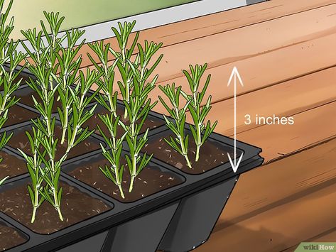 Rosemary From Seed, How To Grow Rosemary, Grow Rosemary, Growing Thyme, Growing Mint, Growing Rosemary, Rosemary Plant, Waterwise Garden, Diy Raised Garden