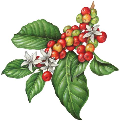 Botanical illustration of a branch of a coffee plant with leaves, flowers and berries. Mural Cafe, Coffee Stock, Coffee Tattoos, Coffee Tree, Coffee Drawing, Coffee Flower, Coffee Painting, Coffee Illustration, Coffee Plant