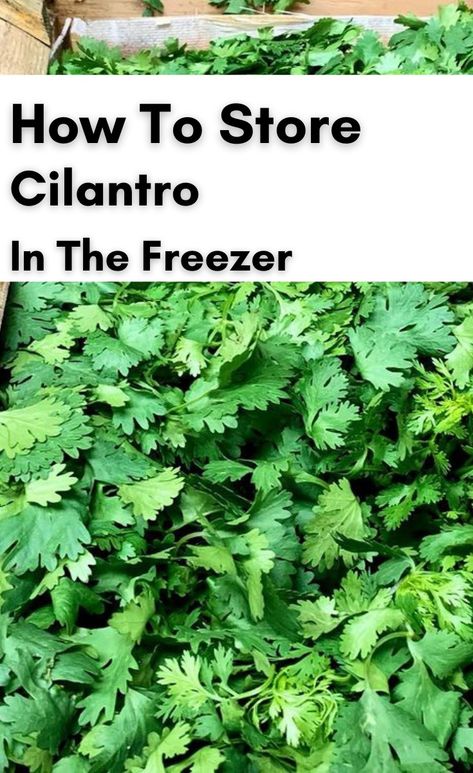 Cilantro Best Way To Store Cilantro Fresh Herbs, Freezing Cilantro How To, How To Preserve Fresh Cilantro, How To Store Fresh Cilantro, Storing Cilantro In Fridge, How To Freeze Cilantro, How To Keep Cilantro Fresh Longer, How To Keep Cilantro Fresh, Freeze Cilantro