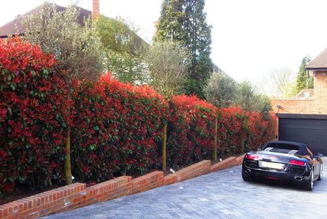 Best Hedging Plants: Five Top Picks - Photinia Red Robin Hedge Shrubs, Red Robin Hedge, Front Yard Hedges, Photinia Fraseri Red Robin, Photinia Red Robin, Leyland Cypress, Evergreen Hedge, Garden Hedges, Plants Uk