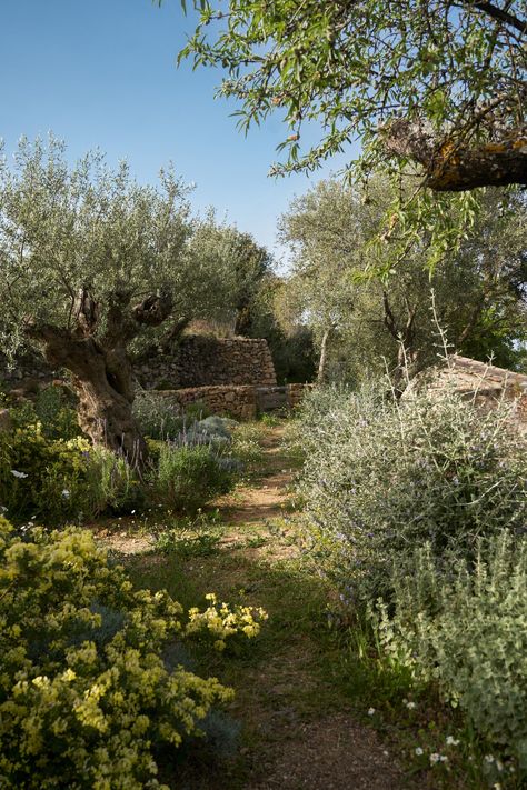 Orchard Garden, Red Anemone, Mediterranean Plants, Garden Inspo, The World Of Interiors, Star Of Bethlehem, Olive Trees, World Of Interiors, Olive Tree