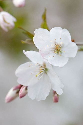 Macro Flower, Blooming Trees, White Cherries, Online Wall Art, Birth Month Flowers, Spring Blossom, Cherry Tree, Rare Plants, Trees And Shrubs