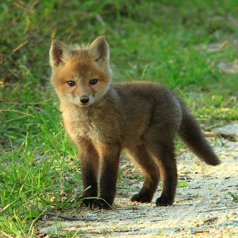 Funny Foxes, Fuchs Baby, Fox Pictures, Baby Animals Pictures, Pet Fox, Super Cute Animals, Baby Animals Funny, Baby Fox