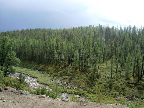 Taiga forest. In Russia, Gorniy Altai , #Ad, #forest, #Taiga, #Russia, #Altai, #Gorniy #ad Taiga Landscape, Taiga Forest, Hunger Games Arena, Ice Land, Geographical Features, Beautiful Clouds, Location Inspiration, Jurassic Park World, Stock Photography Free