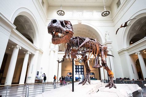 A definitive guide to the best museums in NYC from a local new yorker. Locations, times and admission all included in my list and organized by borough! Field Museum Chicago, Museums In Nyc, Chicago Museums, Tour Around The World, Field Museum, Van Gogh Museum, Chicago Travel, The Windy City, History Photos