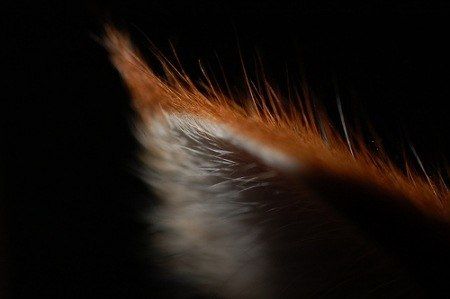 Up close and personal #photography Fox Ears Aesthetic, Werefox Aesthetic, Ren Hana Aesthetic, Red Fox Aesthetic, Foxes Aesthetic, Fox Person, Fox Aesthetic, Fox Boy, Fantastic Mr Fox