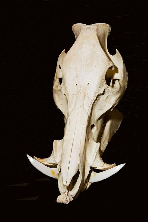 Human Skull Photography, Technoblade Cosplay, Boar Skull, Pig Skull, Bear Skull, Skull Reference, Animal Skeletons, Oklahoma City Oklahoma, Concept Art Tutorial