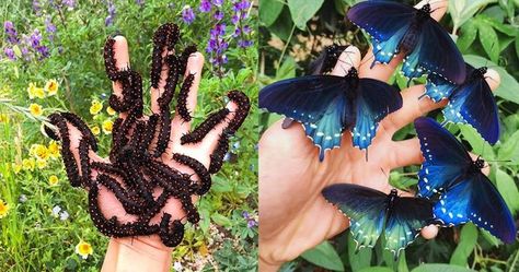 Pictures Of Butterflies, Pipevine Swallowtail, Rare Butterfly, Raising Butterflies, Butterfly Species, Swallowtail Butterfly, Plant Species, Endangered Species, Butterfly Garden