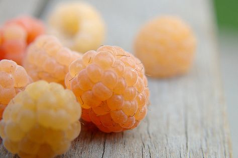 white raspberries Growing Raspberries, White Raspberry, Strange Fruit, Fresh Fruit Recipes, Peaches Cream, Exotic Fruit, Fruit Recipes, Cold Hands, Beautiful Food