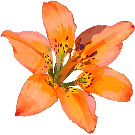 Tiger Lilly Painting Lilly Painting, Rose Flowers Drawing, Decoration Craft Ideas, Pot Drawing, Lilies Drawing, Photos Flowers, Lilly Flower, Lily Painting, Easy Flower