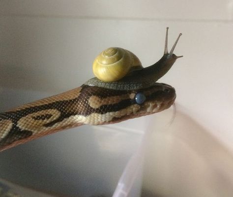 Snails Cute, Silly Snake, Baby Snail, Unusual Animal Friendships, Animal Friendships, Pet Snails, Cute Snail, Cool Bugs, Cute Reptiles