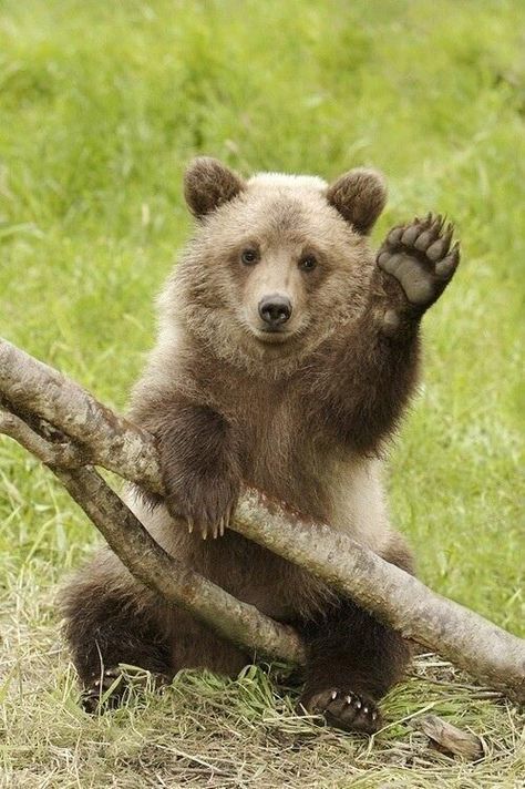 Photo Ours, Wild Animals Photography, Funny Bears, Bear Pictures, Bear Cubs, Bear Art, Cute Wild Animals, Grizzly Bear, Cute Animal Pictures