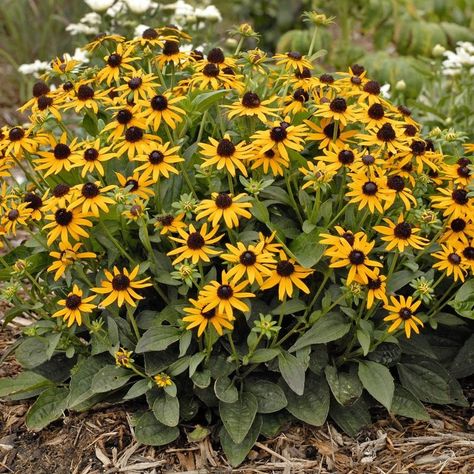 Classic Garden Design, Hardy Hibiscus, Creeping Phlox, Prairie Garden, Thriving Garden, Classic Garden, Pollinator Garden, Flower Spike, Hardy Perennials