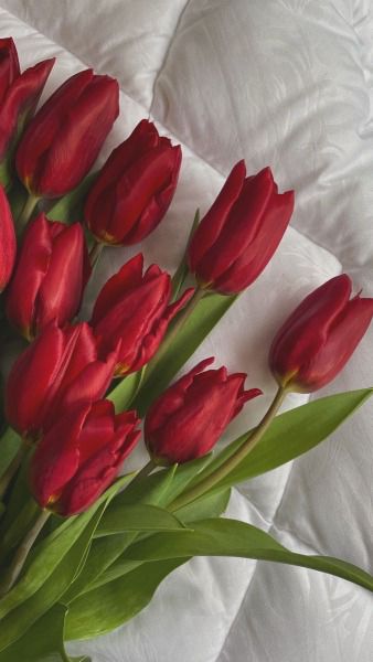 Red Flower Wallpaper, Romantic Mood, Red Tulips, Red Flower, A Romantic, Flower Wallpaper, Tulips, Red