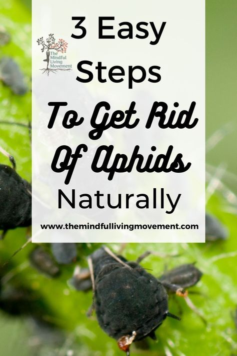 This easy 3 step method to get rid of aphids is natural and easy to use. My free aphid spray is homemade and chemical free for serious infestations or getting rid of aphids on your houseplants. Aphid Spray Homemade, Aphids On Plants, Aphid Spray, Aphid Control, Getting Rid Of Slugs, Get Rid Of Aphids, Slugs In Garden, How To Get Rid Of Gnats, Healthy Movement