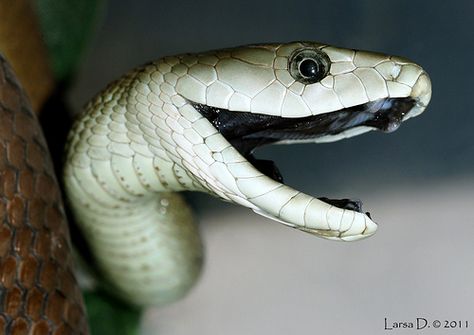 The black mamba (Dendroaspis polylepis), also called the common black mamba or black-mouthed mamba, is the longest venomous snake in Africa and the second longest venomous snake in the world, behind the king cobra, averaging around 2.2 to 2.7 m (7.2 to 8.9 ft) in length, and sometimes growing close to lengths of 4 m (13 ft). It is named for the black colour of the inside of the mouth rather than the colour of its scales which varies from dull yellowish-green to a... (Photo: (c) viperskin, so... Black Mamba Snake, Mamba Snake, Snake Photos, Cobra Snake, Beautiful Snakes, Snake Art, Snake Venom, Reptile Snakes, King Cobra