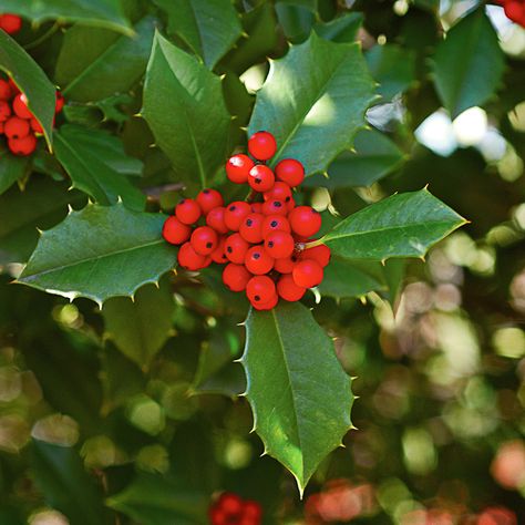 Hedges Landscaping, Lavender Hedge, Holly Flower, Hornbeam Hedge, Holly Plant, Weeping Trees, Holly Bush, Holly Tree, Holly Berries