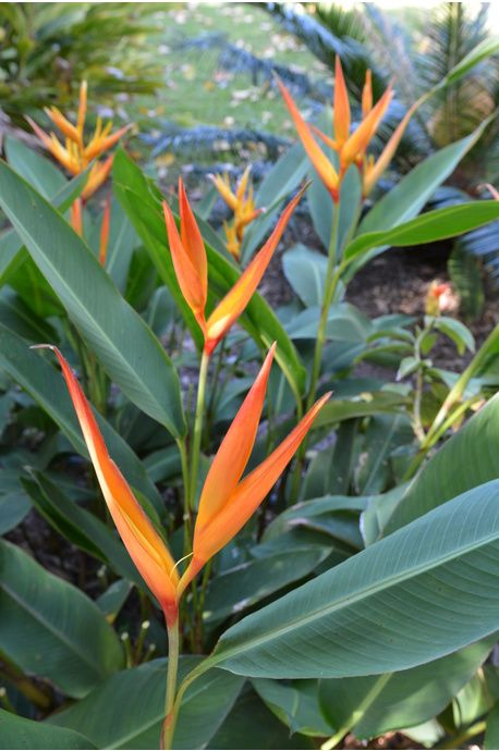 Heliconia psittacorum x spathocircinata 'African Dawn' Calathea Lutea, Heliconia Psittacorum, Heliconia Plant, Garden Tropical, Green Lips, Tropical Gardens, Green Tips, Hawaiian Flowers, African Pattern