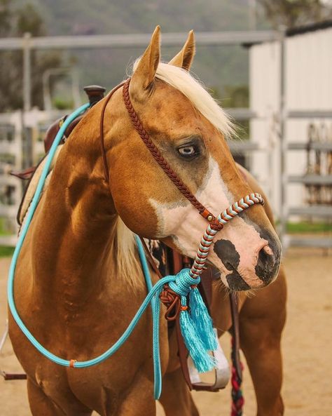 Horse Tack Diy, Horse Model, Horse Shelter, Bitless Bridle, Horse Halters, Western Bridles, Horse Halter, Farm Lifestyle, Western Horse Tack