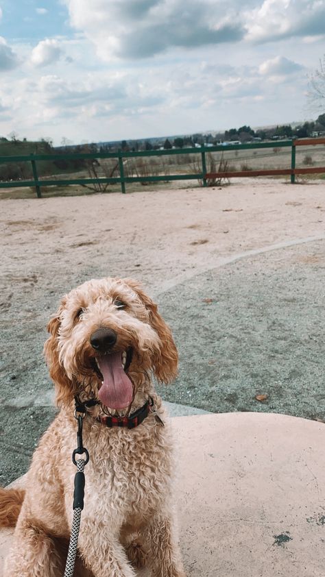 Labradoodle Retriever, Puppy Labradoodle, Puppy Doodle, Doodle Doodle, Doodle Puppy, Labradoodle Puppy, Lab Puppy, Adventure Park, Animal Stories