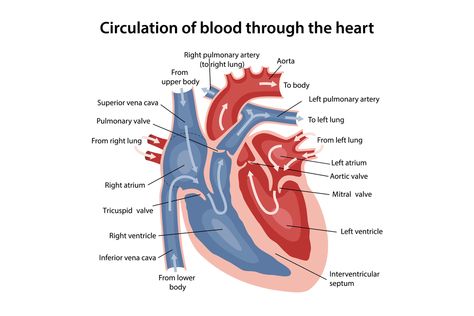 Thoracic Cavity, Cardiac Cycle, Heart Structure, Tricuspid Valve, The Circulatory System, Mitral Valve, Normal Heart, The Human Heart, Body To Body