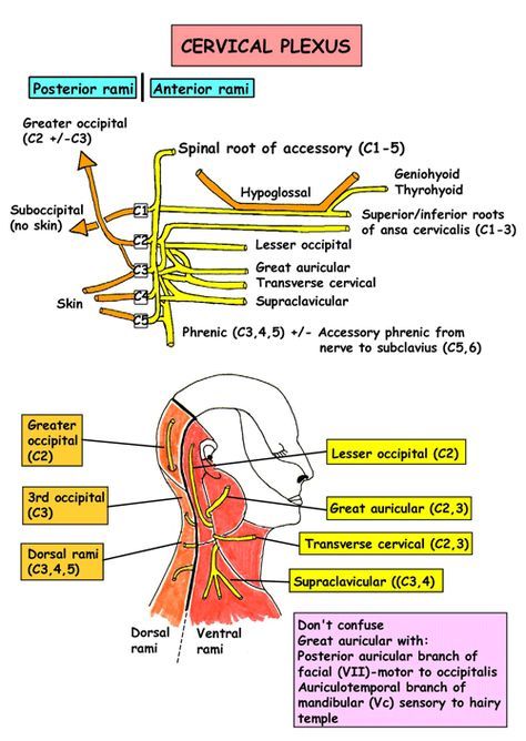 Instant Anatomy - Head and Neck - Nerves - Somatic nerves - Cervical plexus Cervical Plexus, Anatomy Head, Neck Anatomy, Nerve Anatomy, Gross Anatomy, Medicine Notes, Dental Anatomy, Facial Nerve, Brain Anatomy