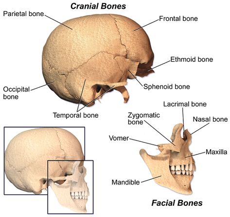 Depiction of the facial and cranial bones Cranial Bones, Sphenoid Bone, Facial Bones, Anatomy And Physiology, Biotechnology, The Source, Bones, Hair Hair, Facial