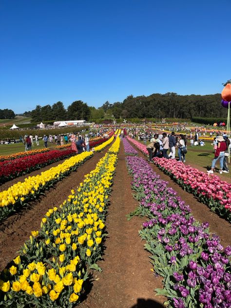 tulip festival Tulip Festival, Love You Forever, Tulips, Bucket List, Lily, Festival, Crystals, Flowers