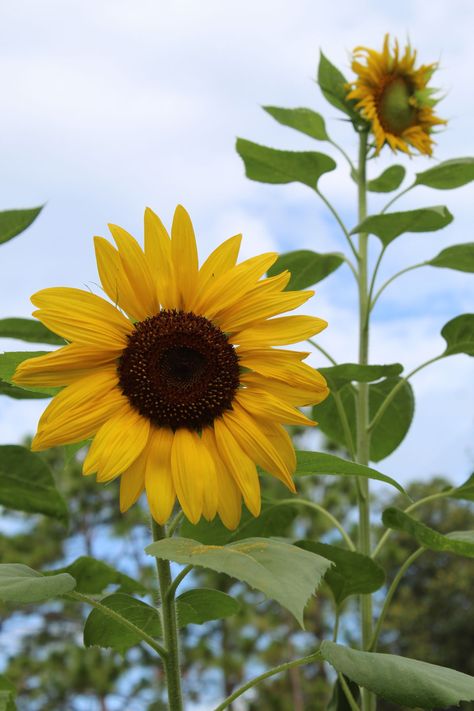 Real Sunflower, Food Forest Garden, Edible Seeds, Attracting Beneficial Insects, Real Images, Raised Planter, Seed Germination, Soil Layers, Plant Spacing