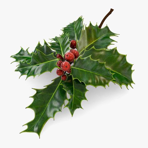 Mistletoe Sprig Holly 3D Model #AD ,#Sprig#Mistletoe#Model#Holly Mistletoe Photo, Mistletoe Plant, Winter Video, Holly Plant, French Cake, Moodboard Ideas, Patterns Art, 2024 Nails, Xmas 2024