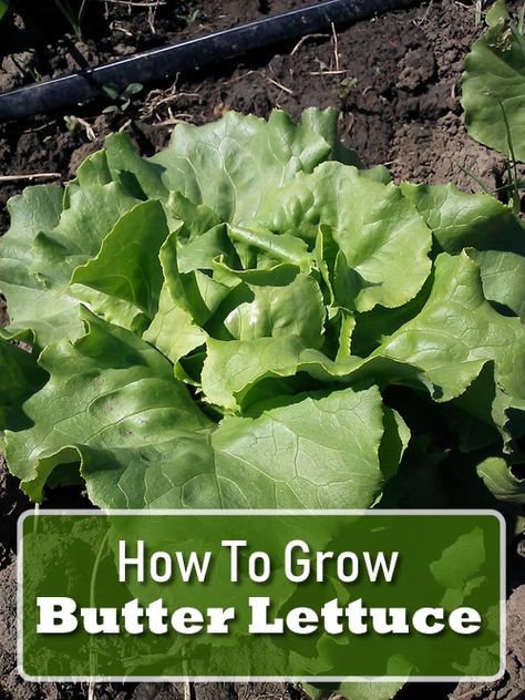 How To Grow Butter Lettuce, Growing Butter Lettuce, How To Grow Lettuce In Containers, Lettuce Gardening, Storing Veggies, Plant Lettuce, Produce Garden, When To Plant Seeds, How To Grow Lettuce