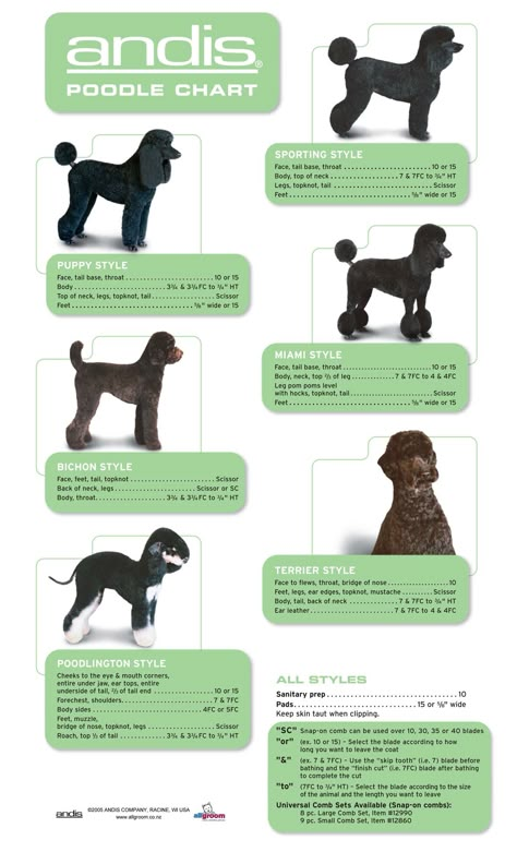 Poodle Hair, Different Types Of Dogs, Dog Grooming Styles, Poodle Haircut, Poodle Cuts, Dog Grooming Salons, Dog Grooming Tips, Poodle Grooming, Dog Haircuts