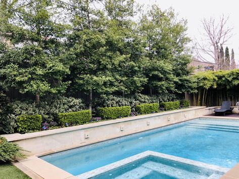 This is a privacy screen hedge of Savannah Holly, bamboo and boxwood behind a backyard pool as a quick growing hedge to shield the view. Privacy Hedges Around Patio, Landscaping Behind Pool Wall, Pool Hedge Fence, Landscaping Behind Pool, Hedge Around Pool, Pool Privacy Landscaping, Privacy Hedges Around Pool, Tree Hedges Privacy Screens, Narrow Hedges Privacy Screens