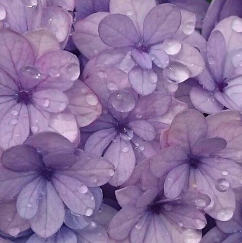 @breathoflavender November 13 2019 at 06:30PM Purple Aesthetic Background, Violet Aesthetic, Violet Pastel, Yennefer Of Vengerberg, Purple Vibe, Lavender Aesthetic, Purple Themes, Violet Flower, Soft Purple