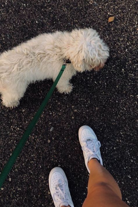 Summer Morning Walk Aesthetic, Puppy Vision Board, Aesthetic Dog Walking Pictures, Dog Photos Aesthetic, Taking Dog For A Walk, Dog Walking Pictures, Summer Dog Walk Aesthetic, Walking My Dog Aesthetic, Walking Dog Astethic