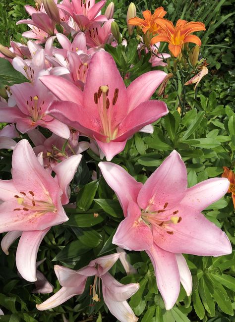 Asiatic lilies Pink Stargazer Lily Bouquet, Pink Lillies Aesthetic, Pink Lilies Aesthetic, Pink Tiger Lily, Pink Lillie’s, Lily Images, Mac Backgrounds, Asiatic Lilies, Lily Plants