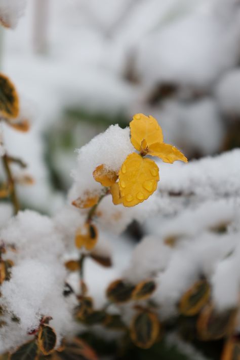 Cold Yellow Aesthetic, Wet Flowers, Winter Palette, Hand Flowers, Background Ideas, Yellow Sun, Winter Cold, Holy Water, Yellow Aesthetic